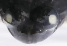 Câu chuyện có thật về sinh vật duy nhất trên hành tinh có thể ấp trứng trong dạ dày và ‘đẻ con’ bằng miệng