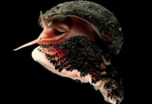 Ốc sên chân vảy: Loài vật duy nhất trên trái đất được ‘bọc sắt’ theo nghĩa đen