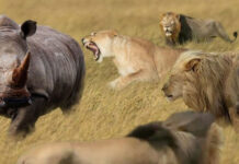 Đi săn tê giác, bầy sư tử nhanh chóng nhận ra sự thật phũ phàng