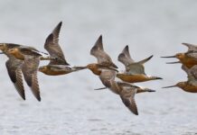 Loài chim bay liền 11 ngày không ăn uống, vượt 13.560 km và sống sót nhờ ăn nội tạng của chính mình