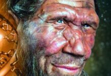 Bí mật giải mã ‘gương mặt thô ráp’ của người Neanderthal: Tất cả nằm trong vùng DNA tối của chúng ta