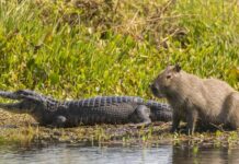 Tại sao cá sấu hiếm khi ăn chuột lang nước: Bí ẩn về loài gặm nhấm điềm tĩnh nhất hành tinh?