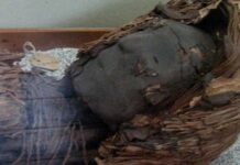 Tại sao những xác ướp tiền sử ở sa mạc Atacama lại có bộ não nhỏ bất thường?