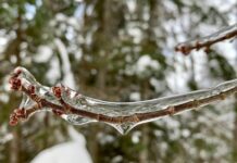 Tại sao cây bạch dương gần như không thể chết vì đóng băng?