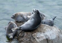 Hồ Baikal: Bí mật của vùng hồ được mệnh danh là nhà tù của sự sống, nơi 80 phần trăm sinh vật là loài đặc hữu