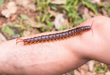 Rết khổng lồ bắt gọn dơi đậu trong hang