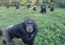 Tinh tinh có thể suy nghĩ lý trí như con người