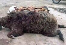 Lợn rừng nặng 200kg từng hạ vô số chó săn trong một năm: Liệu chúng có thực sự nguy hiểm hơn hổ?
