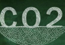 Vì sao thực vật chọn carbon dioxide làm nguyên liệu thô cho quang hợp, thay vì chọn những loại khí dồi dào hơn trong không khí?
