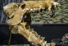 Archaeotherium: Sinh vật khổng lồ mang não của bò sát và máu mủ cá voi