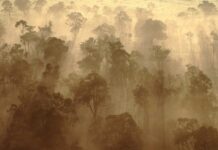 Rừng châu Phi chính thức đảo ngược: Từ lá phổi xanh thành nguồn phát thải carbon