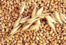 Hạt bo bo là hạt gì?