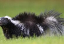 Ca tử vong hy hữu: Người đàn ông mắc bệnh dại sau khi ghép thận từ người hiến bị chồn hôi cào