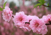 Thời tiết Tết âm lịch 2025: Miền Bắc chuyển rét từ 29 Tết, miền Nam ấm áp