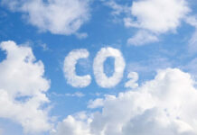 Thực vật không thể hấp thụ CO₂ nhiều như chúng ta từng nghĩ