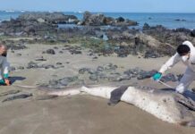 Hai con cá mập miệng rộng khổng lồ, loài chỉ được nhìn thấy chưa đến 300 lần trong lịch sử, liên tiếp mắc cạn tại Peru khiến giới khoa học lo ngại!