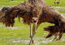 Đà điểu mất khả năng bay hay tổ tiên của chúng chưa từng biết bay?