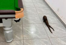 Sinh vật không đầu xuất hiện trong quán bi-a ở Congo khiến mạng xã hội Trung Quốc xôn xao