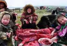 Vì sao người Eskimo vẫn ăn thịt sống giữa Bắc Cực khắc nghiệt suốt hàng nghìn năm?