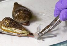 Ốc nón: Sinh vật có thể phóng nọc độc nhanh hơn rắn độc và chỉ 0,1 miligam cũng đủ hạ gục người trưởng thành