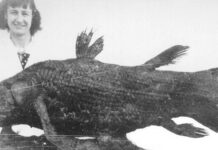 Làm thế nào để hồi sinh một loài được cho là đã tuyệt chủng 66 triệu năm?