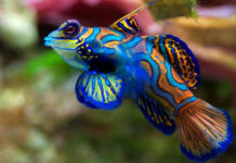 TOP động vật đẹp nhất thế giới