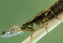 Một sinh vật lạ trông giống châu chấu đã xuất hiện trong bể cá và bơi cực nhanh, cư dân mạng cảnh báo nếu không bắt nhanh nó sẽ ăn hết cá