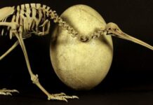 Ví dụ cực đoan nhất về sinh sản trong thế giới động vật: Trọng lượng của trứng bằng 1/4 trọng lượng của chim trưởng thành!