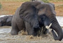 Bí ẩn về khả năng bơi lội của loài voi và câu chuyện về chú voi Rajan nổi tiếng tại quần đảo Andaman