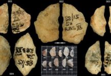 Mũi tên tẩm độc 60.000 năm tuổi hé lộ trí tuệ săn bắn vượt trội của con người thời tiền sử