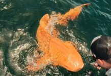 Cá mập vàng rực ngoài khơi Costa Rica khiến giới khoa học kinh ngạc về đột biến sắc tố hiếm gặp