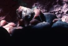 Loài động vật có vú gần như máu lạnh duy nhất còn sống khiến giới khoa học bối rối vì quá khác thường