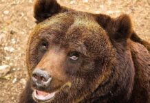 Vì sao những con gấu nâu tại Ý lại tiến hóa để trở nên “hiền lành” hơn?