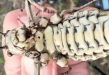 Phát hiện loài côn trùng lạ được ví như bình dầu sống khiến dân mạng tranh cãi nảy lửa!