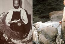 Các nhà khoa học đã nấu một con bò rừng 50.000 năm tuổi để ăn và nhận xét: “Ngon tuyệt nhưng dai kinh khủng!”