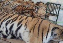 Thảm kịch 72 con hổ tử vong chỉ trong 10 ngày tại Thái Lan: Hung thủ đến từ căn bệnh thường gặp ở chó