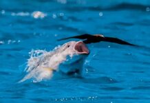 Những sát thủ dưới nước lật ngược quy luật tự nhiên khi cá trở thành kẻ săn chim trên bầu trời