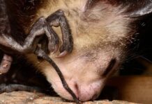 Khỉ Aye-aye, sinh vật kỳ lạ bậc nhất tại Madagascar, loài linh trưởng duy nhất sử dụng định vị bằng tiếng vang để săn mồi