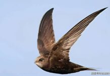 Bí ẩn loài chim bay suốt mười tháng không hạ cánh: Ăn ngủ trên trời nhưng vẫn sinh con bình thường