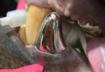 Đây là chú gấu sở hữu chiếc răng bằng titan lớn nhất thế giới