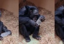 Nghiên cứu về loài tinh tinh tại Tây Ban Nha hé lộ niềm đam mê chung đối với các tinh thể giữa linh trưởng và người