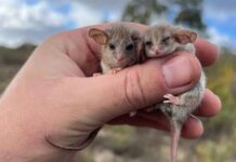 Phát hiện chấn động về loài thú có túi tí hon nhất thế giới: Sự tái xuất đầy bất ngờ sau hai thập kỷ ẩn mình tại Nam Úc