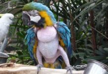 Nghiện tự làm đau: Sự tương đồng đáng sợ giữa người và vẹt khi tự nhổ lông xé da để trốn tránh các áp lực cuộc sống